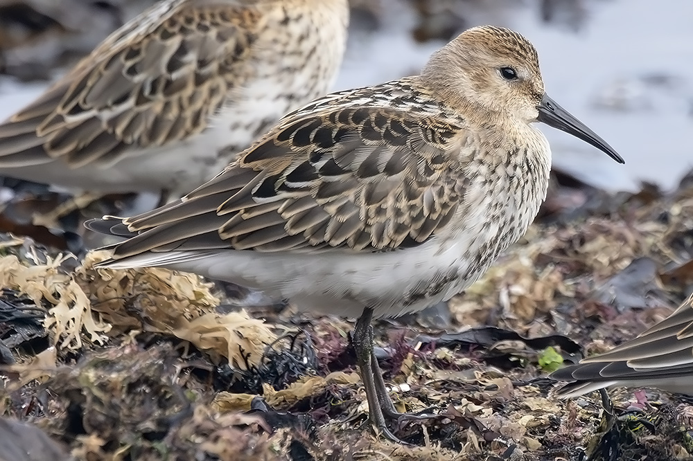 Dunlin